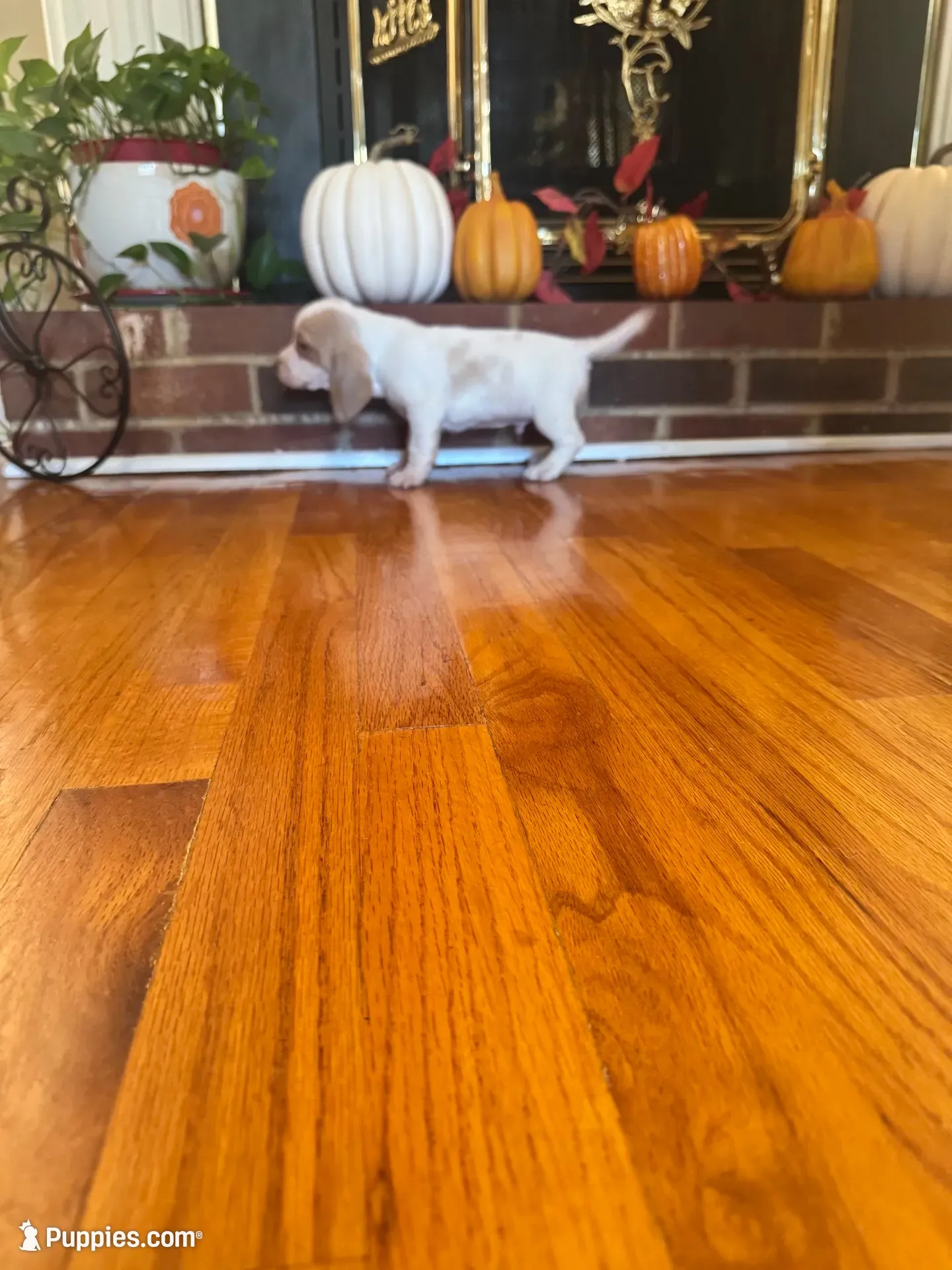 Lester, a male Beagle for sale in Nathalie, VA – 2 of 2