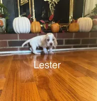 Lester, a male Beagle for sale in Nathalie, VA – 1 of 2