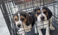 Jill, a female Beagle for sale in Woodbridge, VA – 2 of 2