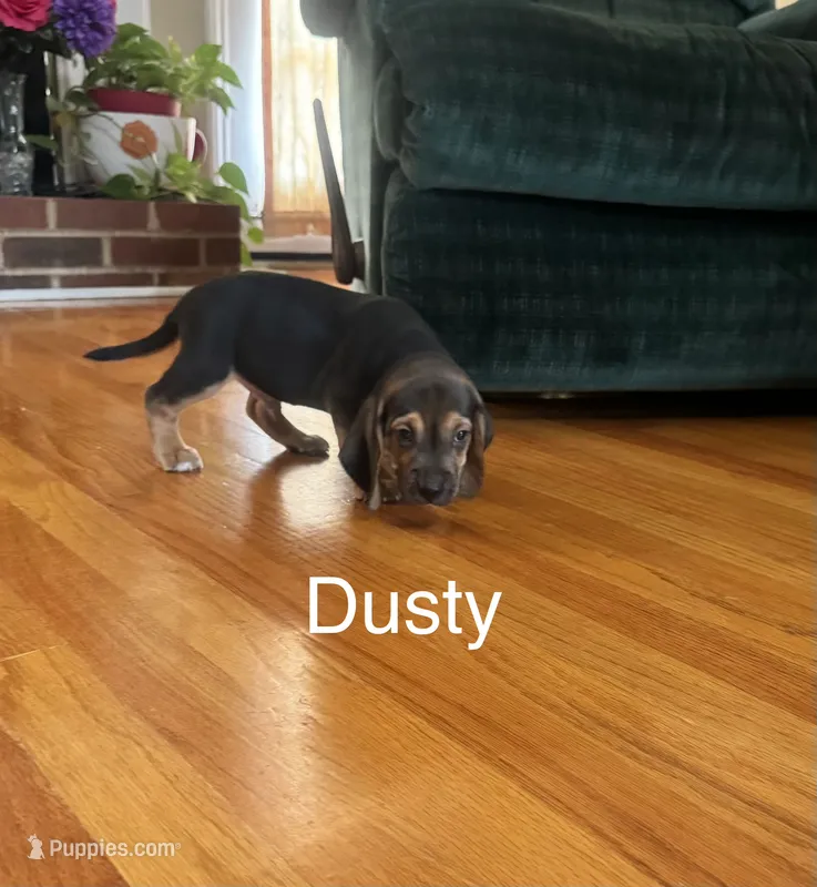 Dusty – Beagle puppy for sale in Nathalie, VA