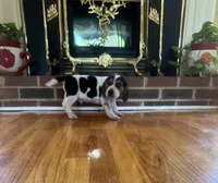 Jack, a male Beagle for sale in Woodbridge, VA – 3 of 3