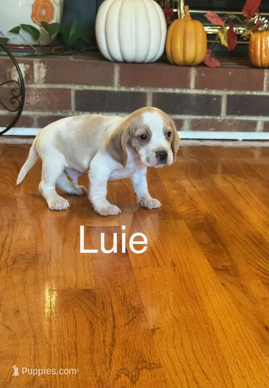 Luie – Beagle puppy for sale in Nathalie, VA