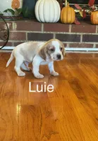 Luie, a male Beagle for sale in Nathalie, VA – 1 of 2