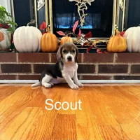 Scout, a male Beagle for sale in Nathalie, VA – 1 of 2