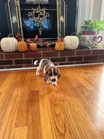 Lula, a female Beagle for sale in Nathalie, VA – 2 of 2