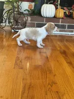 Luie, a male Beagle for sale in Nathalie, VA – 2 of 2
