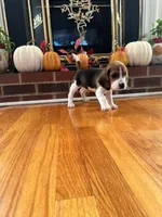 Jagger, a male Beagle for sale in Nathalie, VA – 2 of 2