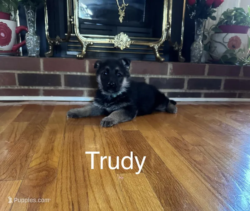 Trudy