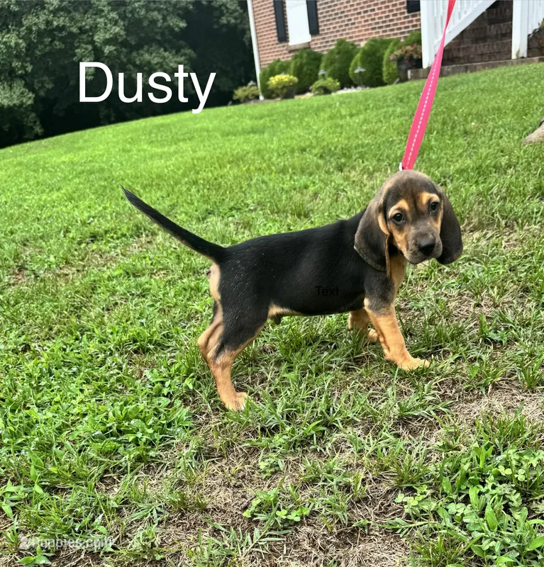 Dusty – Beagle puppy for sale in Woodbridge, VA