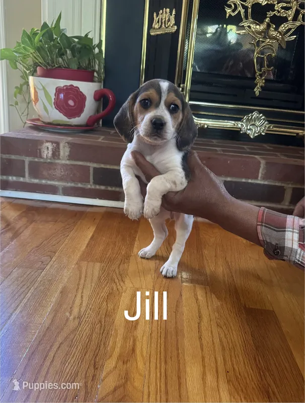 Jill – Beagle puppy for sale in Woodbridge, VA