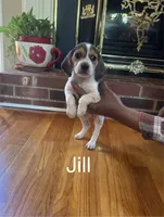 Jill, a female Beagle for sale in Woodbridge, VA – 1 of 2