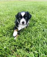 Lane, a male Miniature Australian Shepherd for sale in McBain, MI – 7 of 8