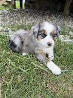 Roxy, a female Miniature Australian Shepherd for sale in McBain, MI – 3 of 4