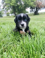 Lexi, a female Miniature Australian Shepherd for sale in McBain, MI – 7 of 9