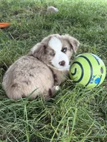 Enzo, a male Miniature Australian Shepherd for sale in McBain, MI – 4 of 5