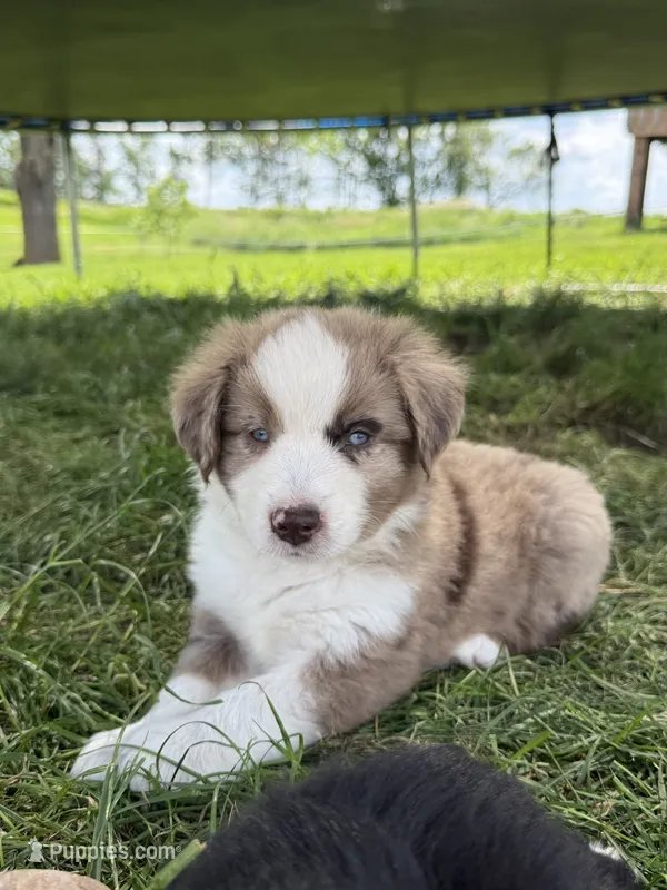 Enzo – Miniature Australian Shepherd puppy for sale in McBain, MI