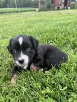 Lexi, a female Miniature Australian Shepherd for sale in McBain, MI – 9 of 9