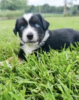 Lane, a male Miniature Australian Shepherd for sale in McBain, MI – 6 of 8
