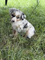 Haze, a male Miniature Australian Shepherd for sale in McBain, MI – 3 of 5