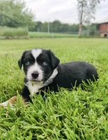 Lane, a male Miniature Australian Shepherd for sale in McBain, MI – 5 of 8