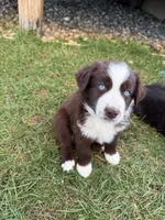 Cisco , a male Miniature Australian Shepherd for sale in McBain, MI – 4 of 4