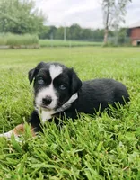 Lane, a male Miniature Australian Shepherd for sale in McBain, MI – 8 of 8