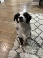 Cosmo, a male Miniature Australian Shepherd for sale in McBain, MI – Photo 7 of 9