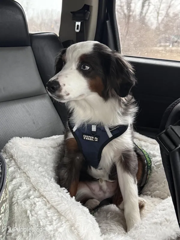 Cosmo – Miniature Australian Shepherd puppy for sale in McBain, MI