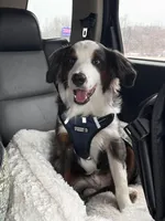 Cosmo, a male Miniature Australian Shepherd for sale in McBain, MI – Photo 1 of 9