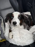 Cosmo, a male Miniature Australian Shepherd for sale in McBain, MI – Photo 5 of 9