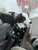 Cosmo, a male Miniature Australian Shepherd for sale in McBain, MI – Photo 8 of 9