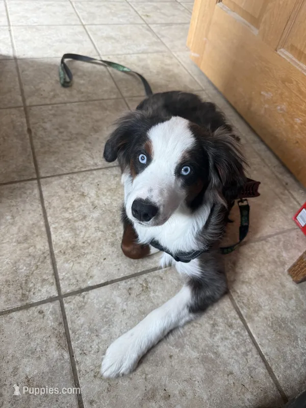 Cosmo – Miniature Australian Shepherd puppy for sale in McBain, MI