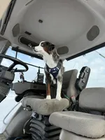 Cosmo, a male Miniature Australian Shepherd for sale in McBain, MI – Photo 9 of 9