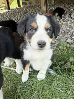 Sadie, a female Miniature Australian Shepherd for sale in McBain, MI – 3 of 4