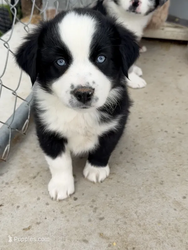 Gunner – Miniature Australian Shepherd puppy for sale in McBain, MI