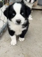 Gunner, a male Miniature Australian Shepherd for sale in McBain, MI – 1 of 4
