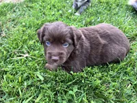 Loki, a male Miniature Australian Shepherd for sale in McBain, MI – 4 of 5