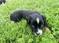 Lexi, a female Miniature Australian Shepherd for sale in McBain, MI – 2 of 9