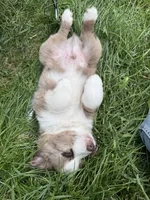 Enzo, a male Miniature Australian Shepherd for sale in McBain, MI – 3 of 5