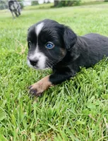 Lexi, a female Miniature Australian Shepherd for sale in McBain, MI – 4 of 9