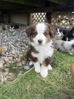 Tito, a male Miniature Australian Shepherd for sale in McBain, MI – 3 of 3