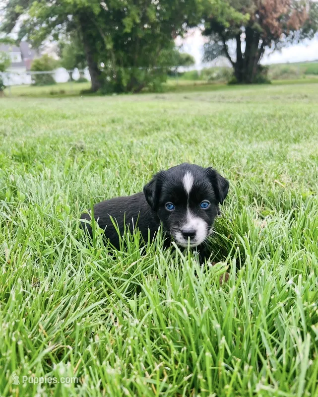 Lexi – Miniature Australian Shepherd puppy for sale in McBain, MI