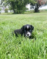 Lexi, a female Miniature Australian Shepherd for sale in McBain, MI – 1 of 9