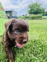 Loki, a male Miniature Australian Shepherd for sale in McBain, MI – 2 of 5