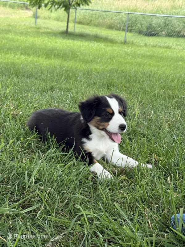 Sadie – Miniature Australian Shepherd puppy for sale in McBain, MI