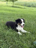 Sadie, a female Miniature Australian Shepherd for sale in McBain, MI – 1 of 4