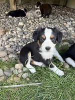 Sadie, a female Miniature Australian Shepherd for sale in McBain, MI – 2 of 4