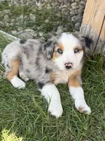 Cash, a male Miniature Australian Shepherd for sale in McBain, MI – 4 of 5