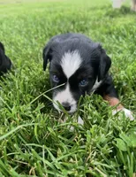 Lane, a male Miniature Australian Shepherd for sale in McBain, MI – 2 of 8