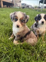 Roxy, a female Miniature Australian Shepherd for sale in McBain, MI – 4 of 4